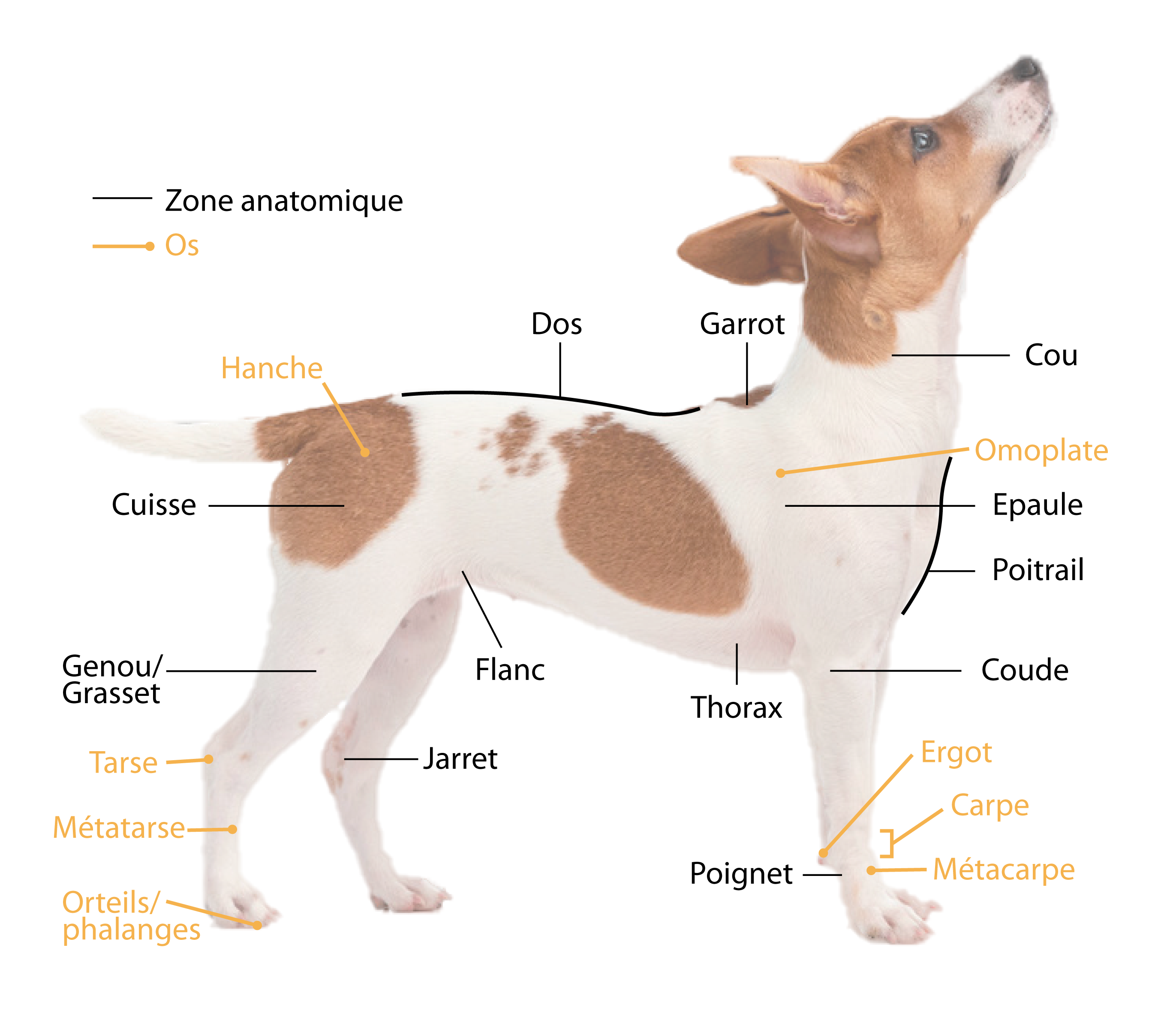Anatomie externe du chien illustrations et explications par zone MIKAN — free download